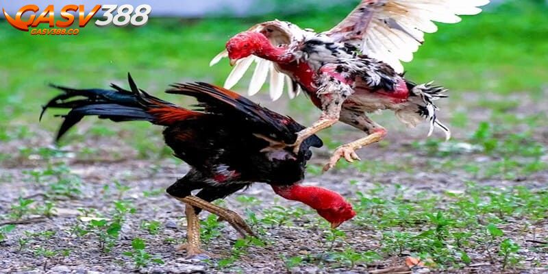 Chỉ nên cược với số tiền đủ khả năng của mình