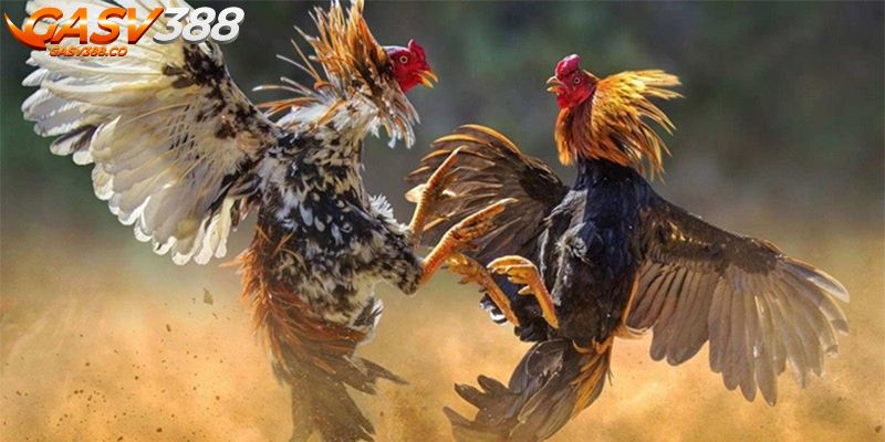 Tìm hiểu lựa chọn nhà cái uy tín để tránh rủi ro